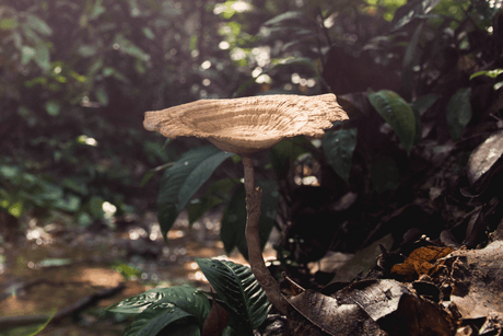 Why Tiger Milk Mushroom Might Be the Coolest Fungus You’ve Never Heard Of